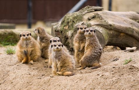 Meerkats Family Brabet