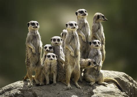 Meerkats Family Pokerstars