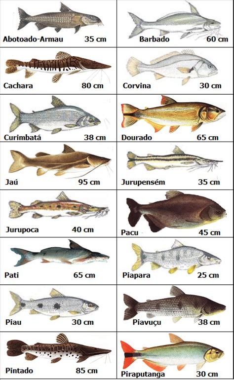 Os Peixes De Tamanho De Slot De Ontario