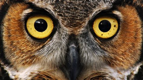 Owl Eyes Nova Brabet