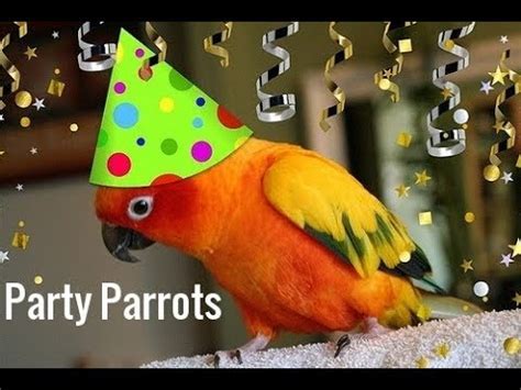 Party Parrot Bet365