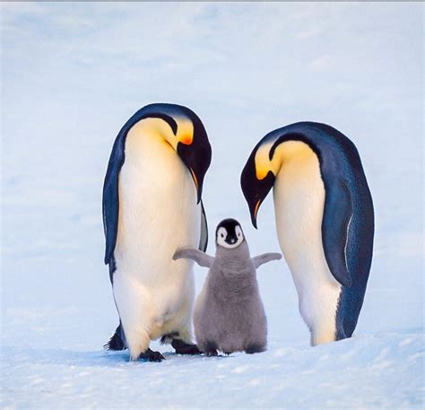 Penguin Family Betfair