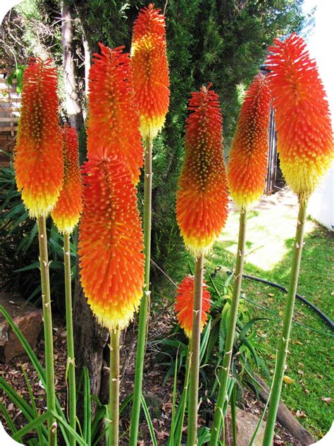 Pessego Red Hot Poker