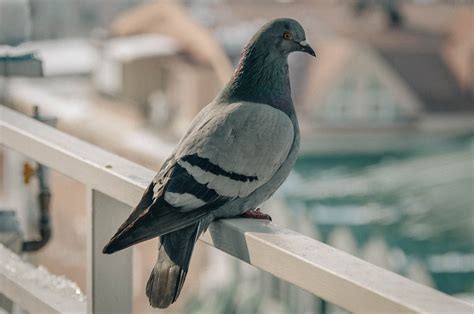 Pigeons From Space Bwin