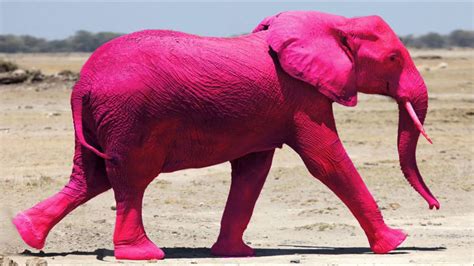 Pink Elephants Betsul