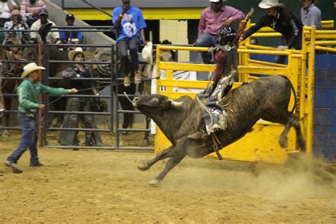 Preto Cowboy De Rodeio Jackson Ms