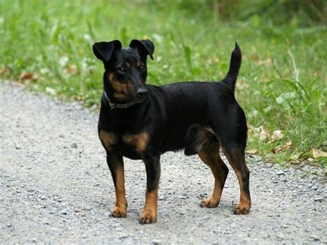 Preto E Tan Jack Russell Terrier