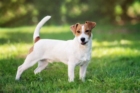 Preto E Tan Jack Russells Para Venda Portugal