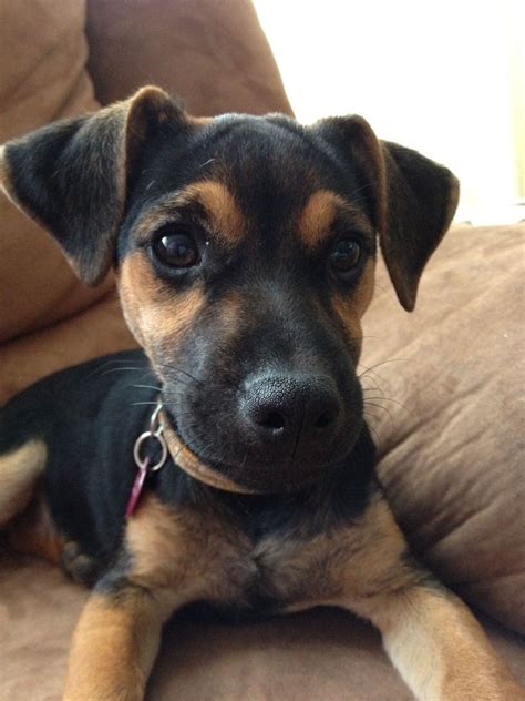 Preto Parson Jack Russell Terrier Mix