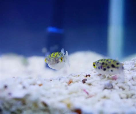 Puffer Swimming Leovegas