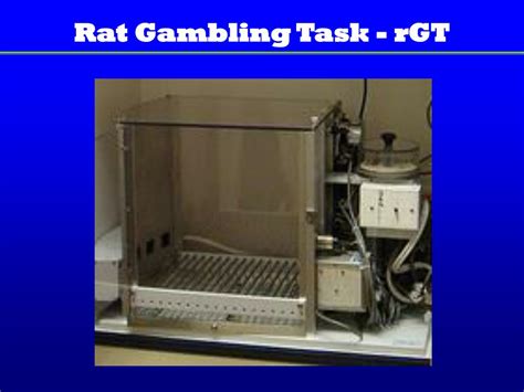 Rat Gambling Task