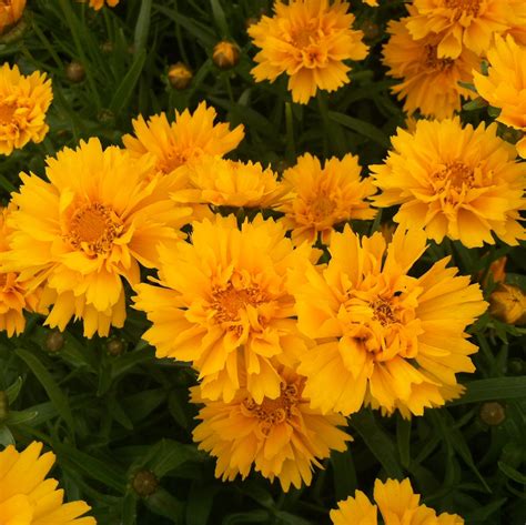 Roleta Coreopsis