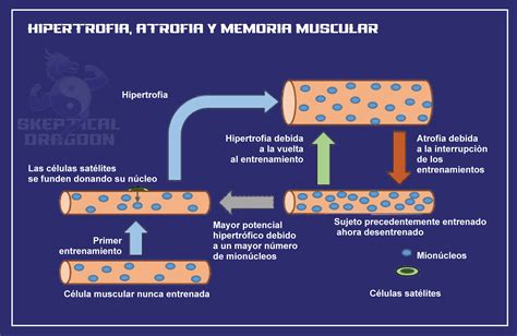 Roleta Memoria Muscular