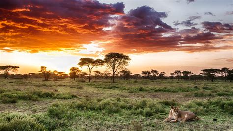 Serengeti Betano