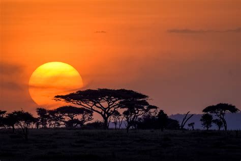 Serengeti Betsul