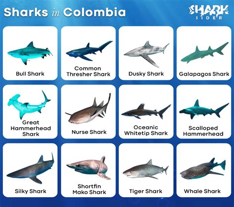 Shark Casino Colombia