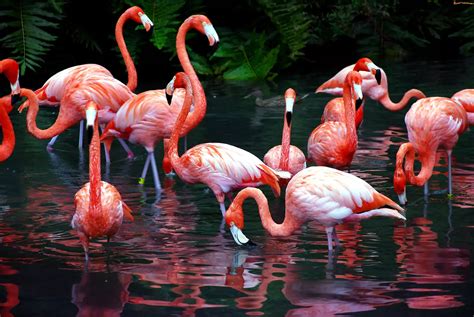 Showroulette Flamingo Bilder