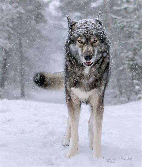 Siberian Wolf Leovegas