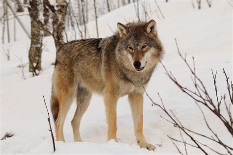 Siberian Wolf Netbet