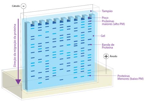 Slot Blot Da Proteina