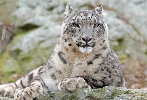 Snow Leopard Betsul