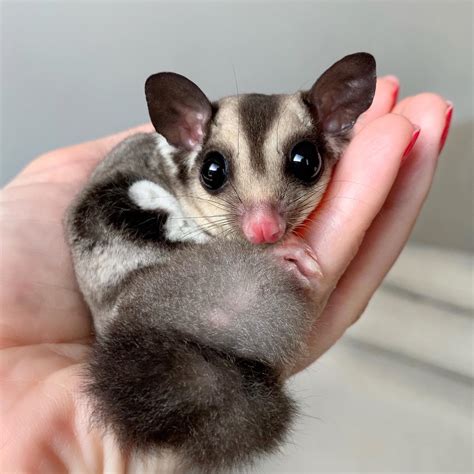 Sugar Glider Review 2024