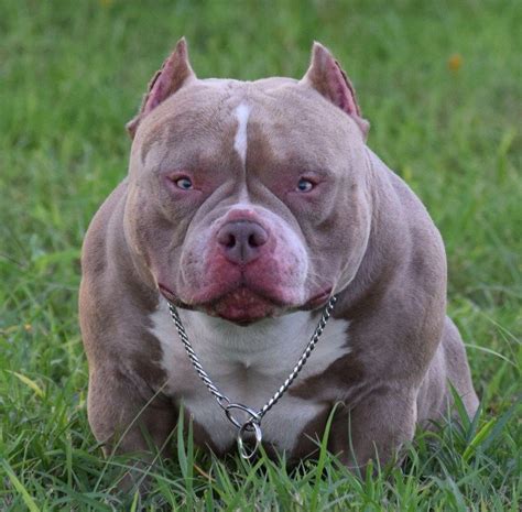 Texas Holdem American Bully