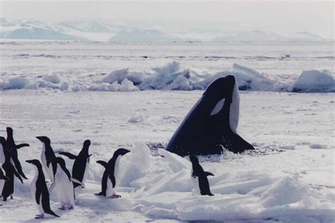 The Orca The Iceberg And The Penguin Betsul