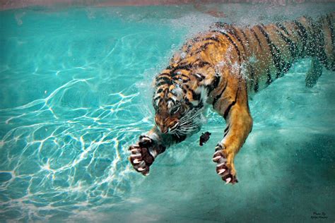 Tiger Claws Novibet