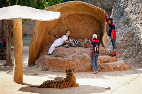 Tiger Temple Betano