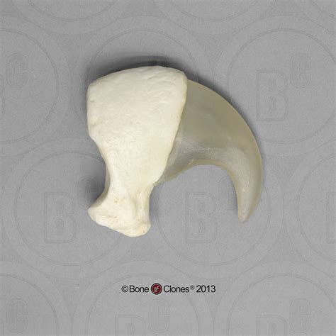 Tigers Claw Brabet