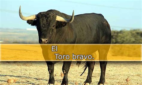 Toro Bravo Bet365