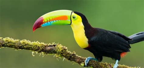 Toucan Wild Brabet