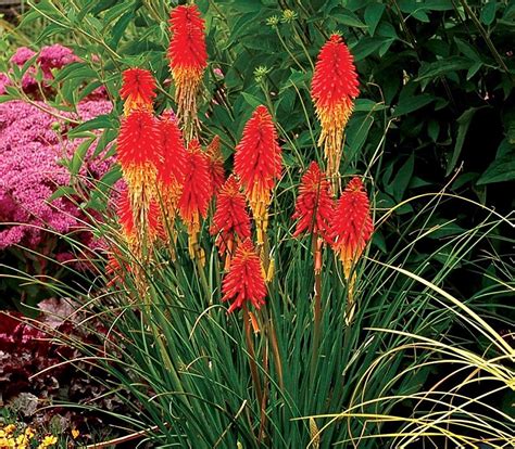 Transplante De Red Hot Poker Planta