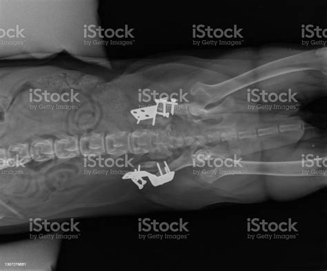 Ventral Slot De Cirurgia Cao De Recuperacao