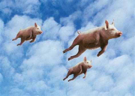 When Pigs Fly Novibet