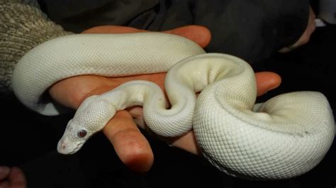 White Python Brabet