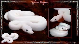 White Python Netbet