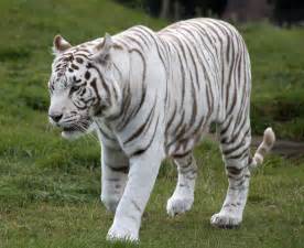 White Tiger Betsul