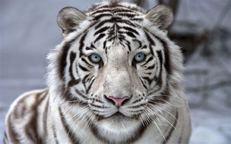 White Tiger Bwin