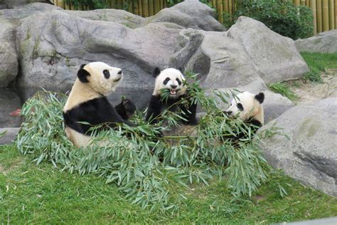 Wild Giant Panda Betsul