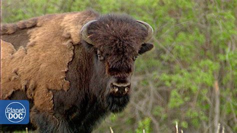 Wild Wood Buffalo Netbet