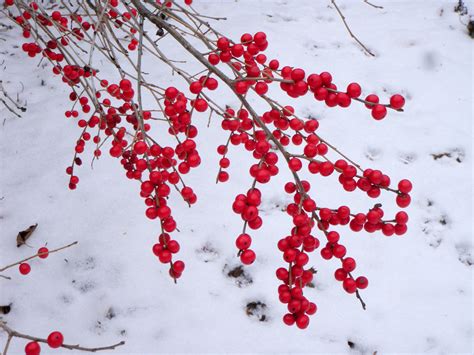 Winter Berries Brabet