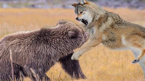 Wolf Bear Betfair