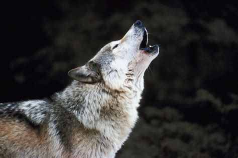 Wolf Howl Betfair